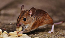 24 Hour & Emergency Exterminators in Montgomery, IL